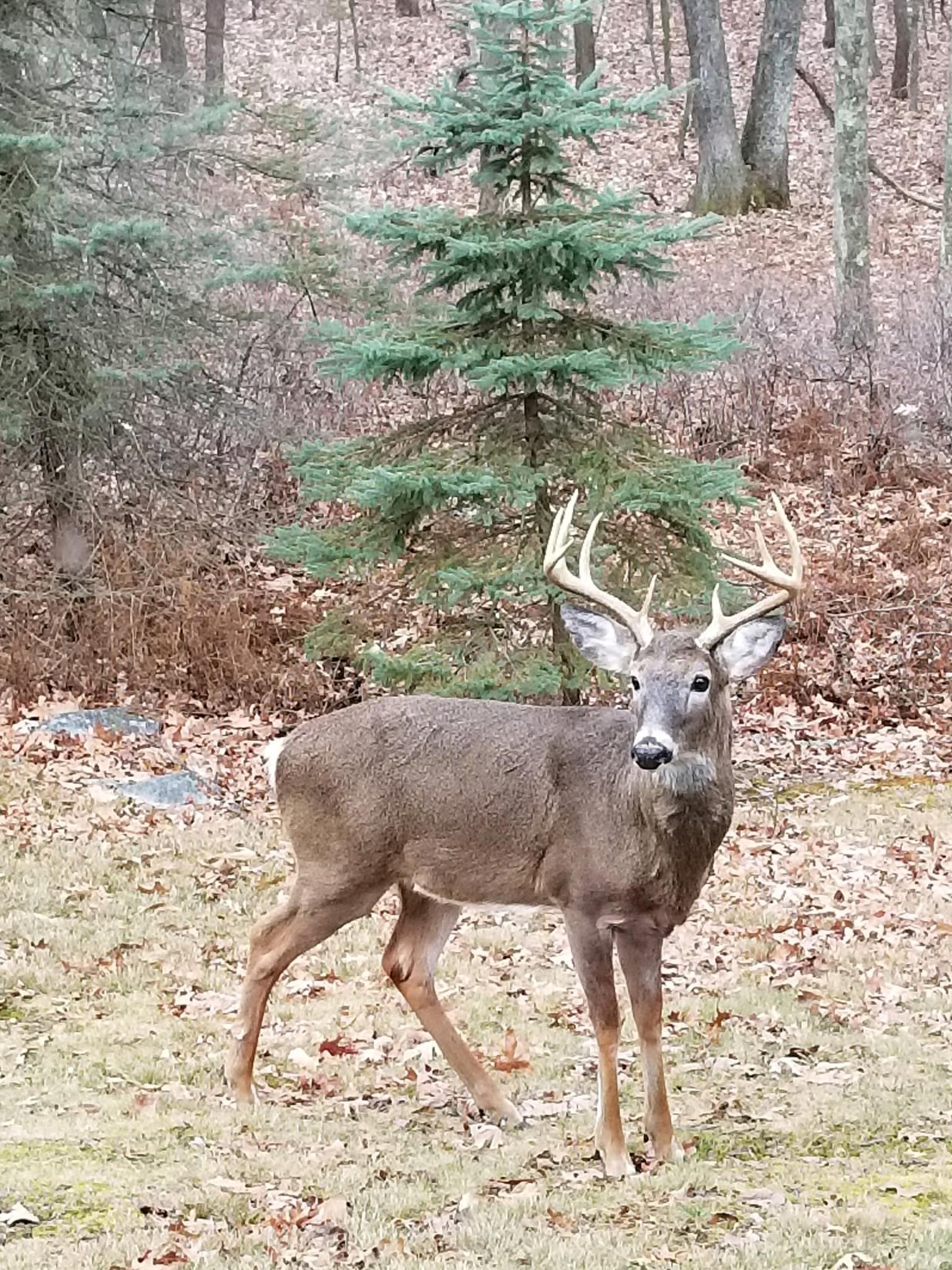 PGC approves changes for deer seasons; officially adds Sunday hunting