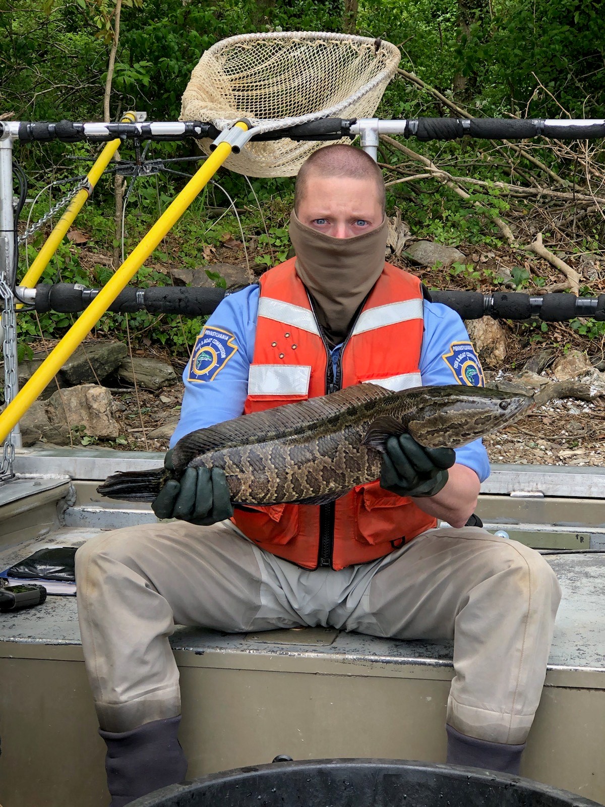 Opinion: Snakeheads may be fun to catch, but we don't need them in PA ...